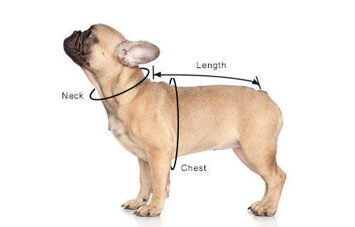Dog Collar Sizing Guide: How to Measure Your Dog for the Perfect Fit