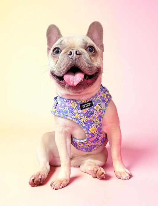 Purple Floral Neoprene Dog Harness – Adjustable & Comfortable | Add Matching Leash & Poop Bag Set