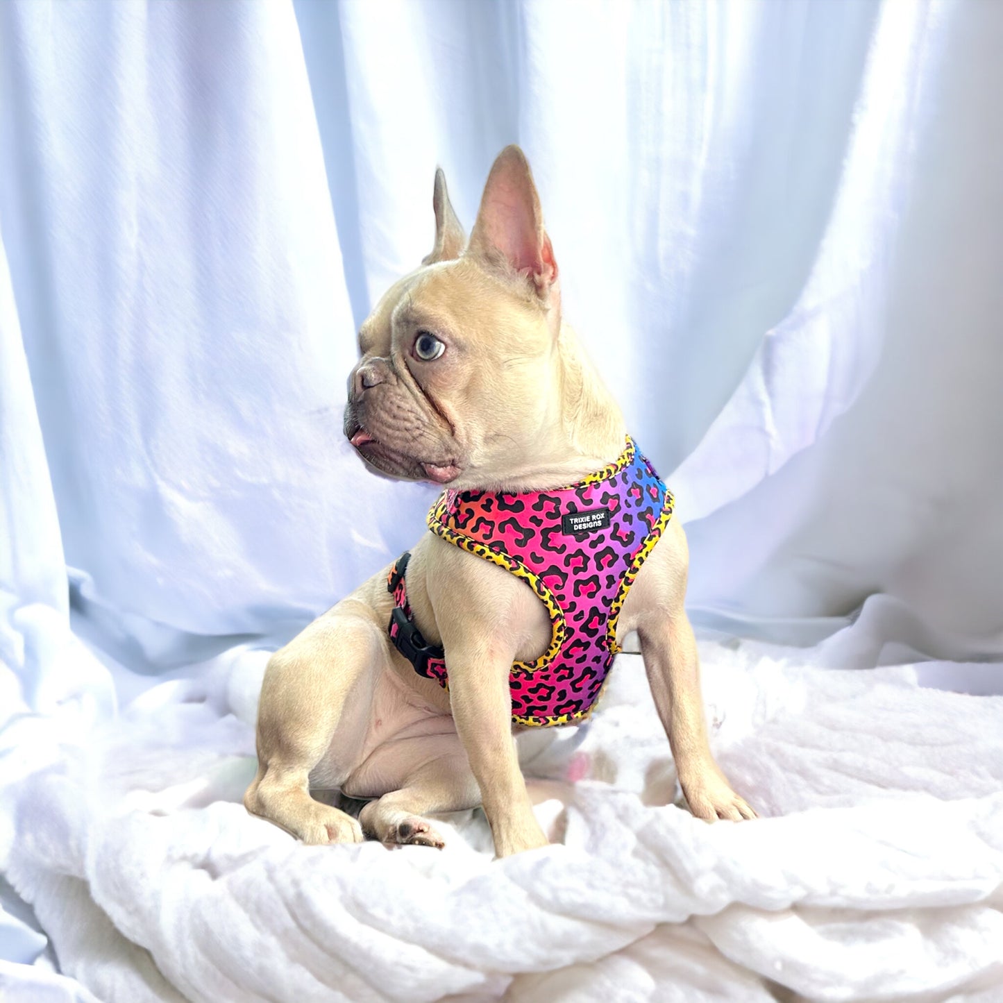 Soft Neoprene dog harness: Harness only and Harness and Leash set option - 9 print options available