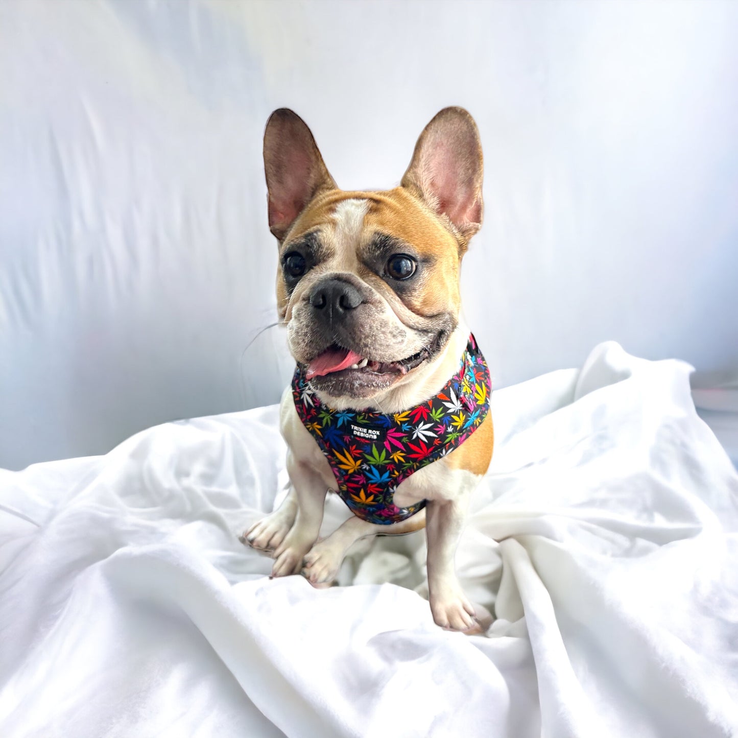 Soft Neoprene dog harness: Harness only and Harness and Leash set option - 9 print options available