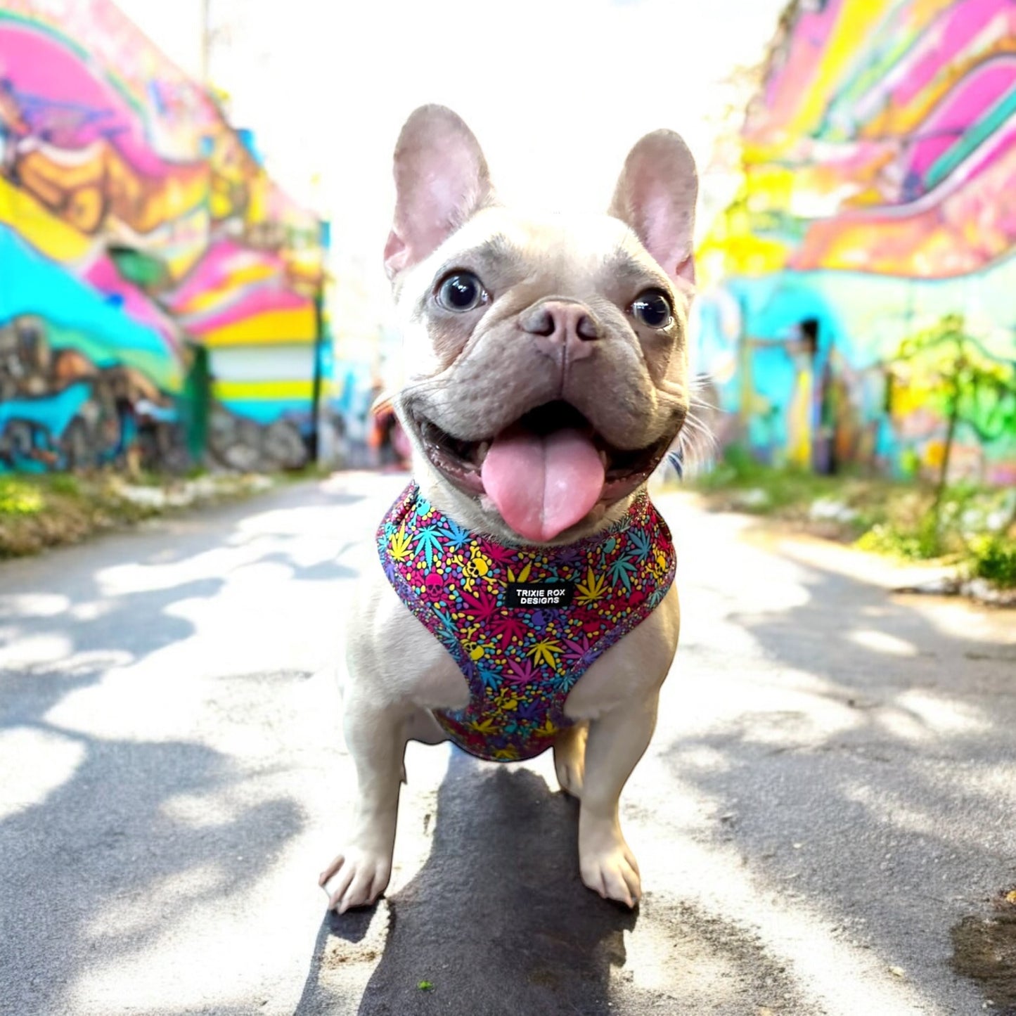 Soft Neoprene dog harness: Harness only and Harness and Leash set option - 9 print options available