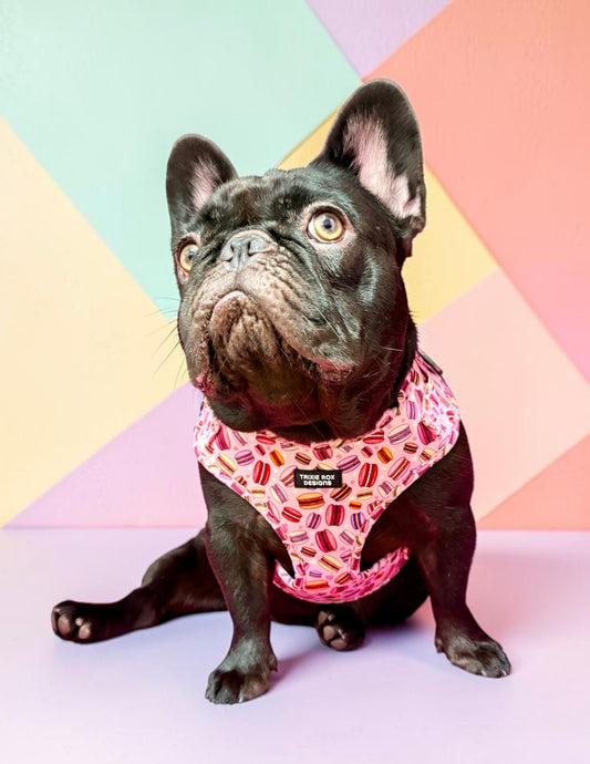 Macaron Neoprene Dog Harness – Adjustable & Comfortable | Add Matching Leash & Poop Bag Set
