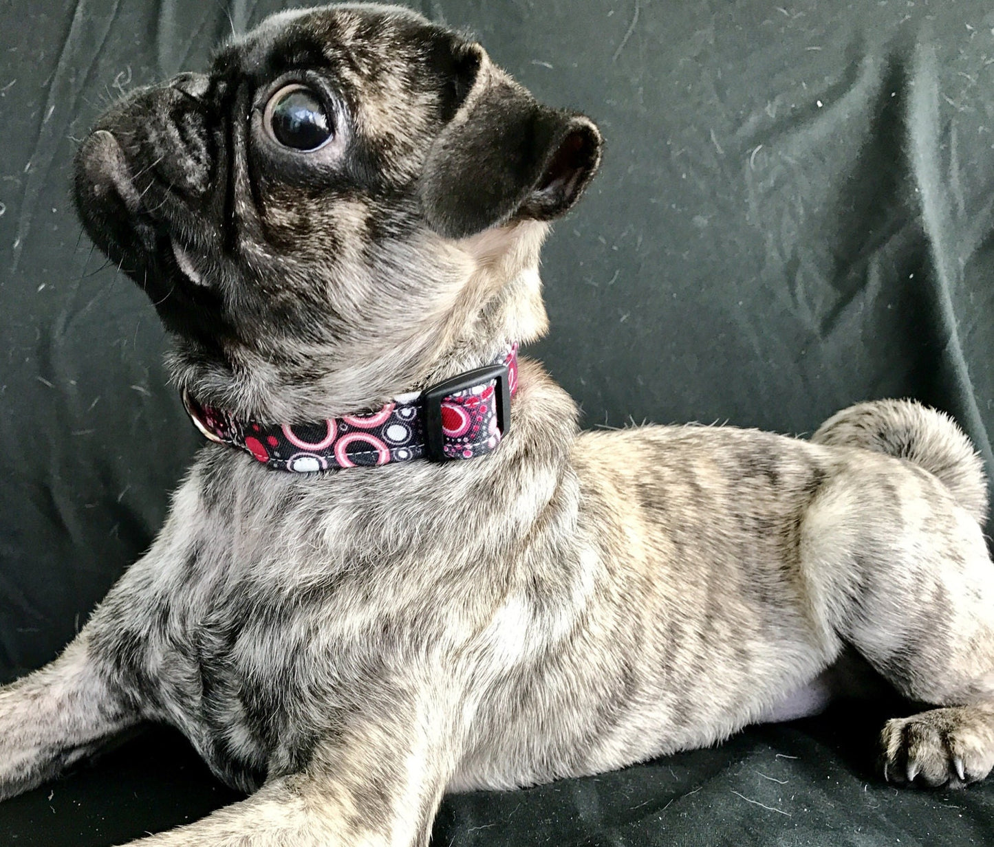 Dog Collar, girl dog collar, boy dog collar, bubble dog collar, fabric, adjustable collar, buckle dog collar, effervescent bubbles, bubbles